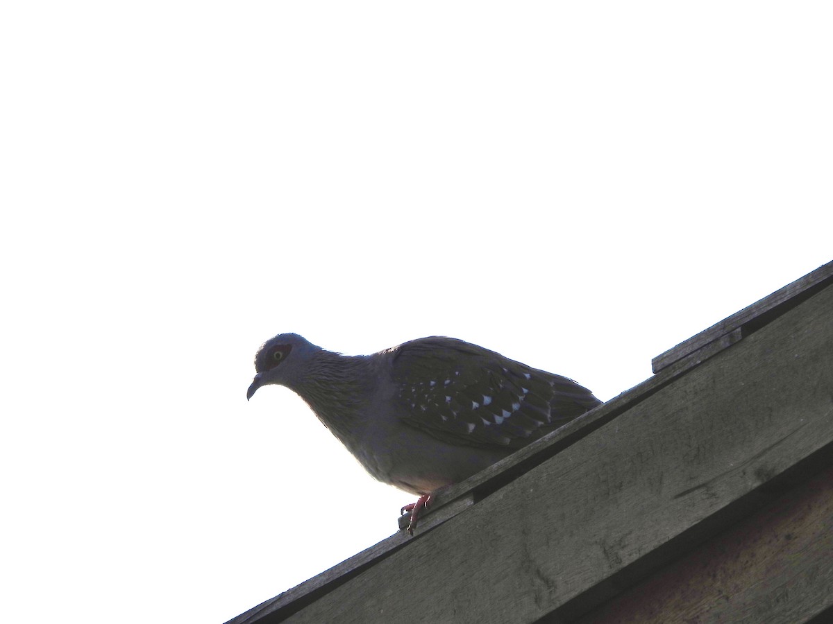 Speckled Pigeon - ML252632951