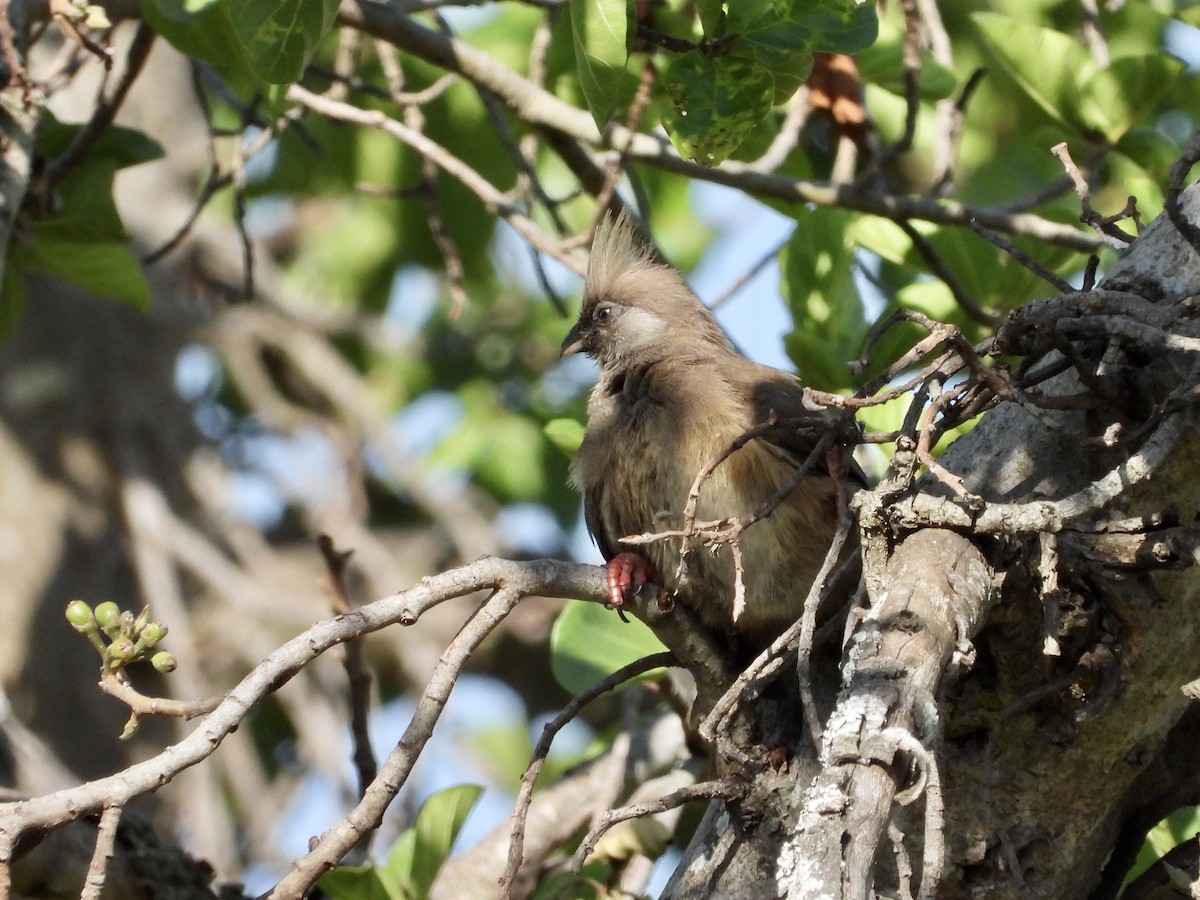 Speckled Mousebird - ML252633231