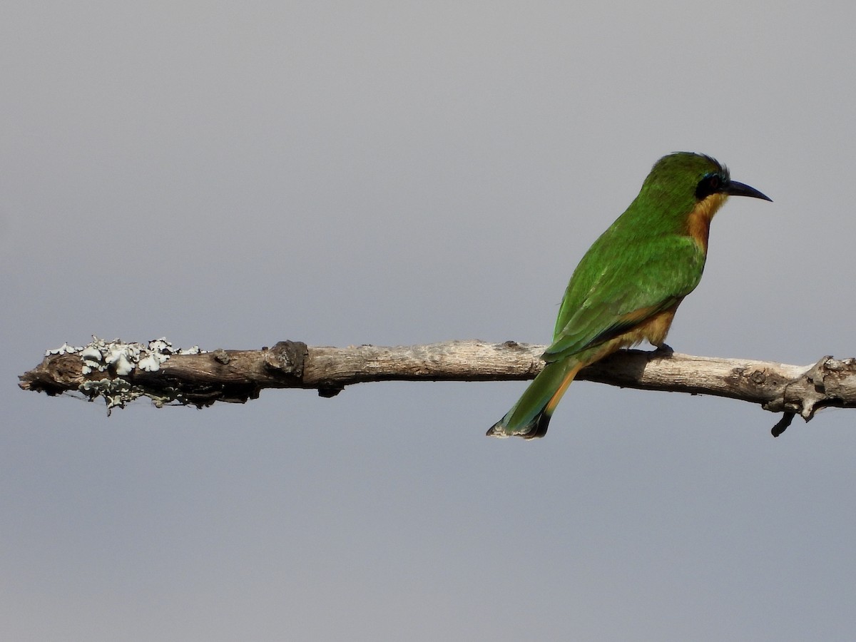Little Bee-eater - GARY DOUGLAS