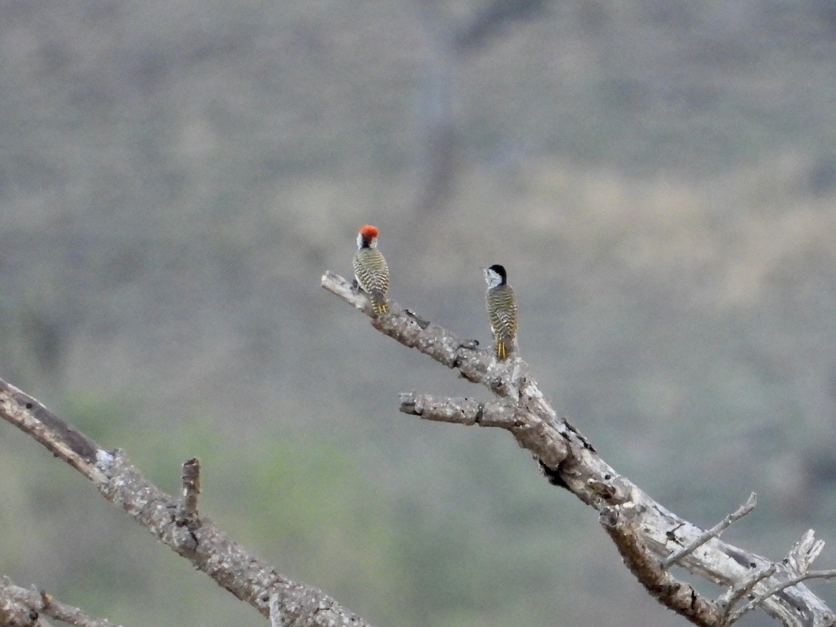 Cardinal Woodpecker - GARY DOUGLAS