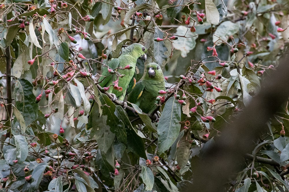 Scaly-naped Parrot - ML25263331
