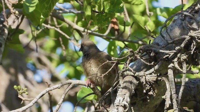 Speckled Mousebird - ML252633321