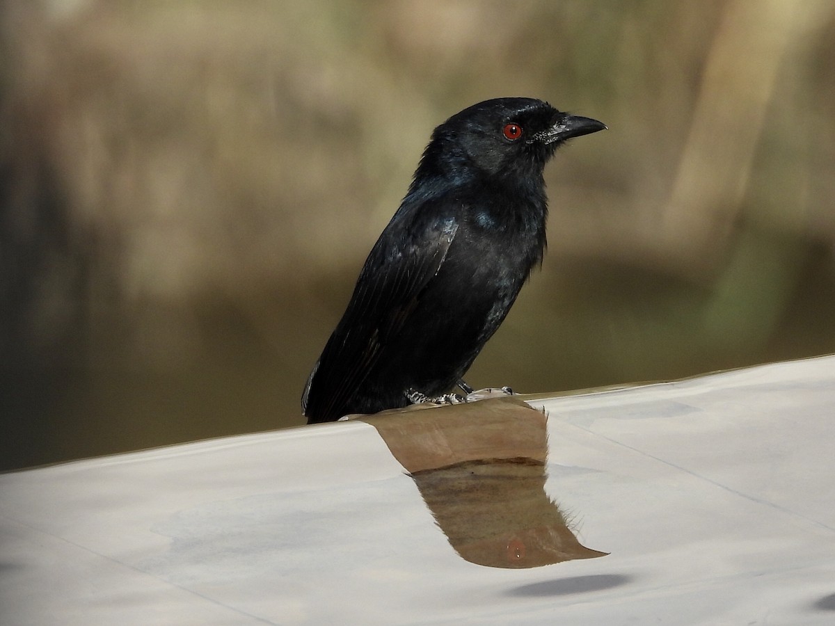 Fork-tailed Drongo - ML252633371