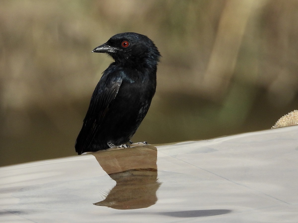 Fork-tailed Drongo - ML252633401