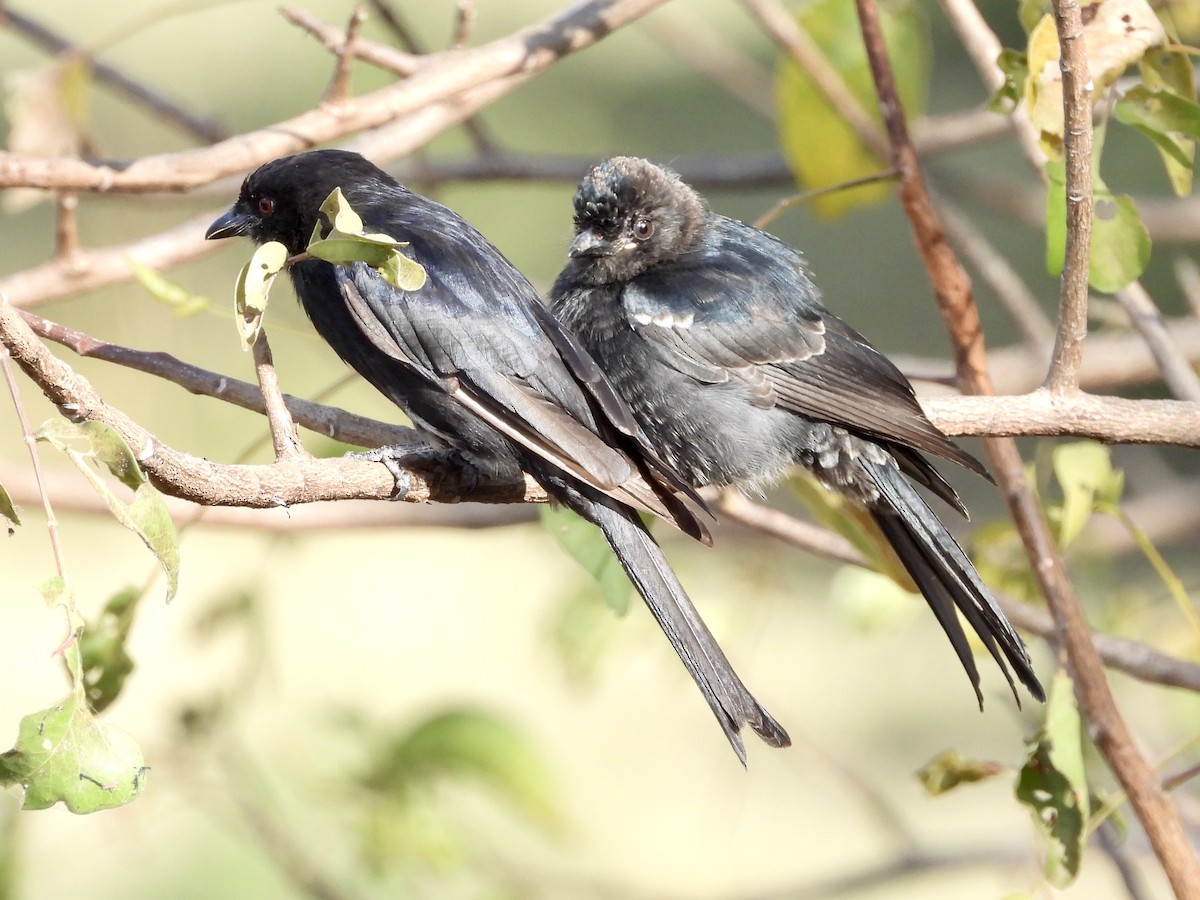 Fork-tailed Drongo - ML252633411