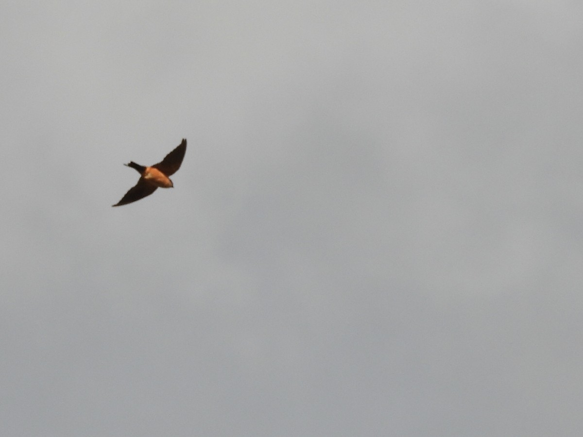 Red-rumped Swallow - ML252633501