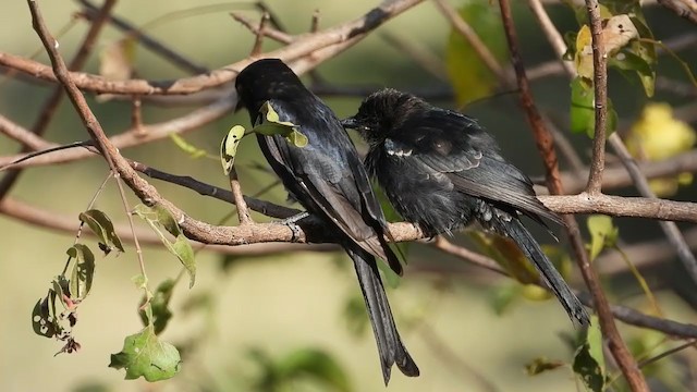 Fork-tailed Drongo - ML252633551
