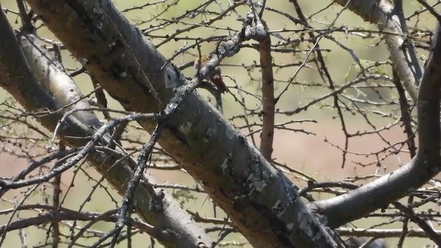 Mountain Gray Woodpecker - ML252636131