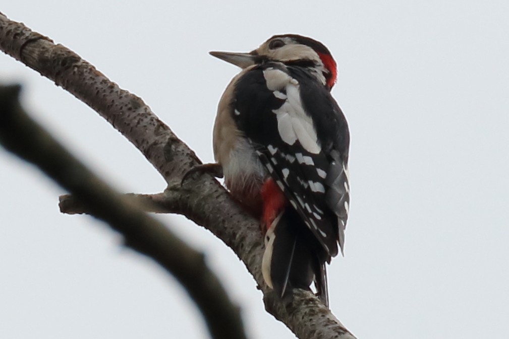 Great Spotted Woodpecker - Bruce Kerr