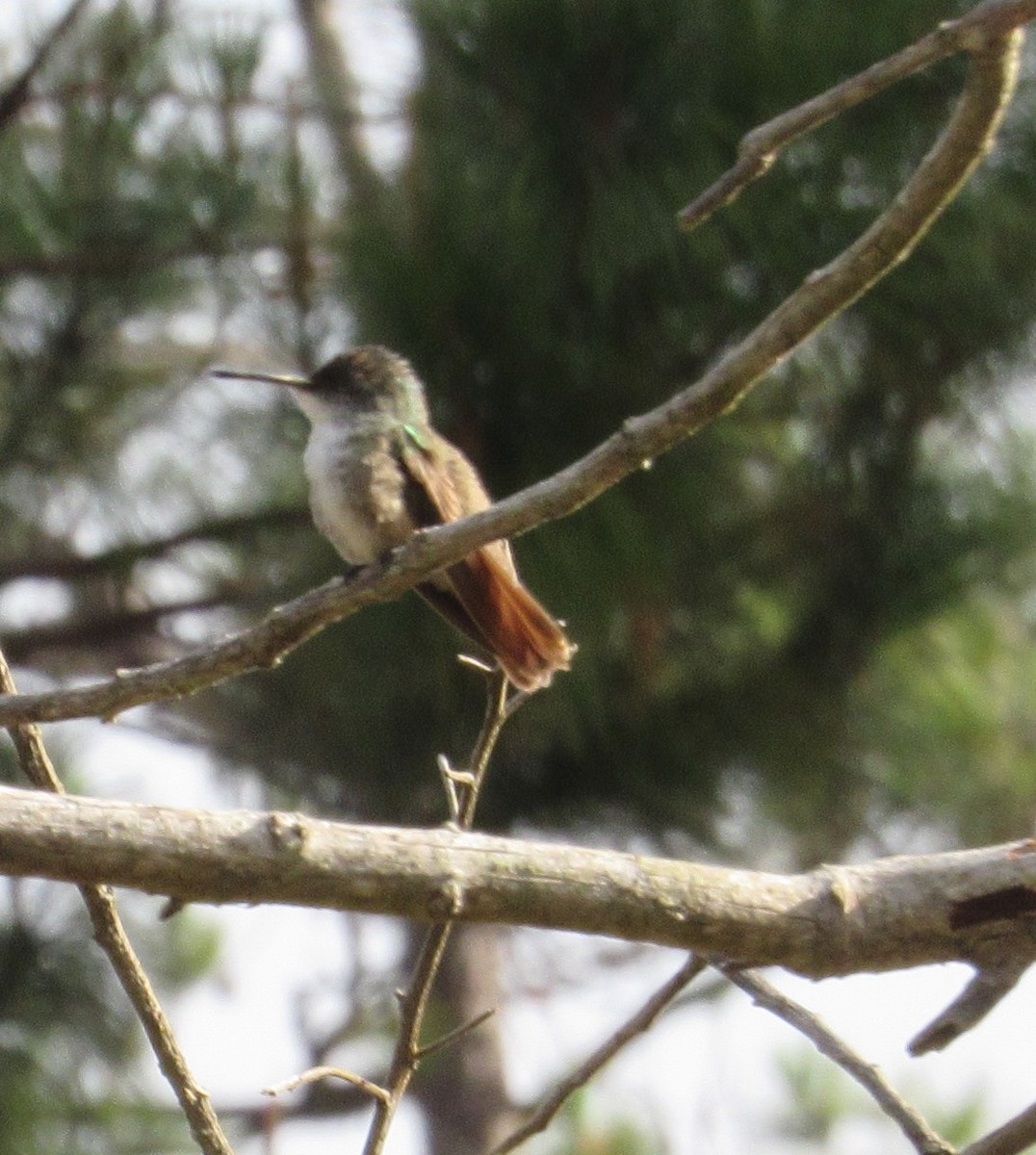 Azure-crowned Hummingbird - ML25264011