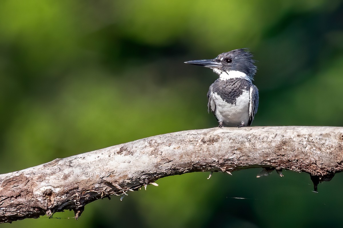 Belted Kingfisher - ML252642751