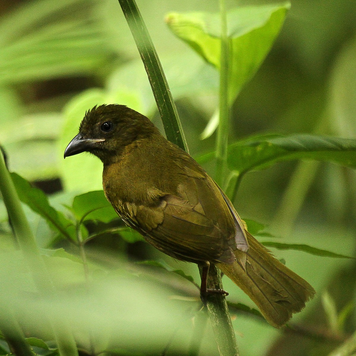 Ochre-breasted Tanager - ML252644101