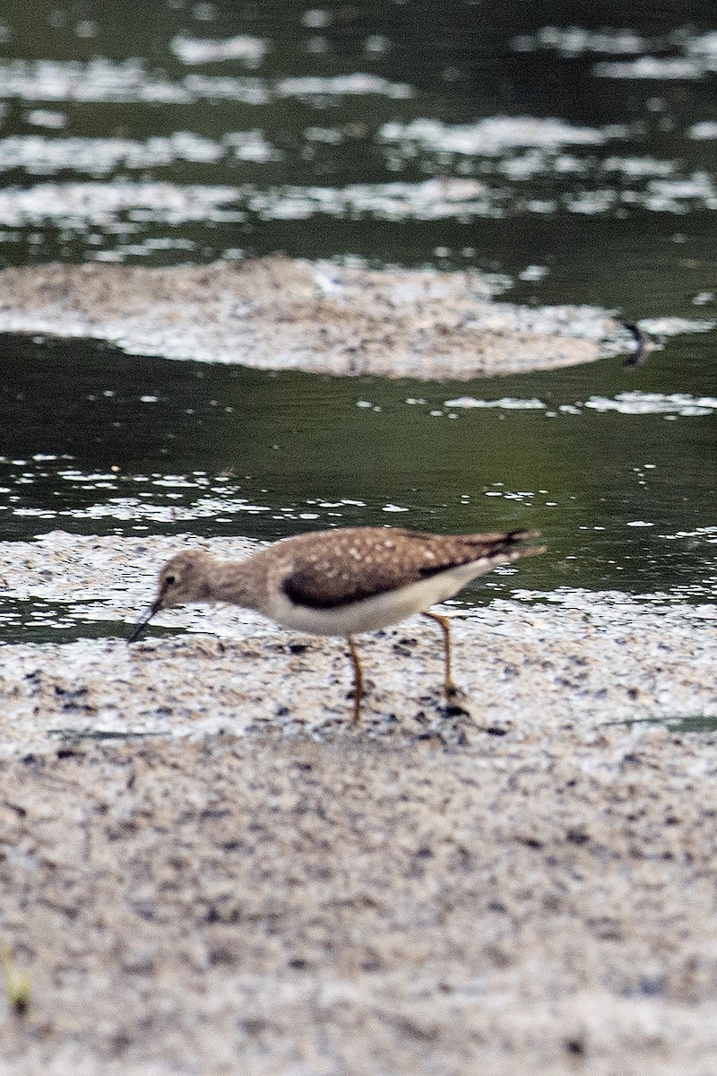 ebird-checklist-31-jul-2020-big-e-fairgrounds-lagoon-17-species