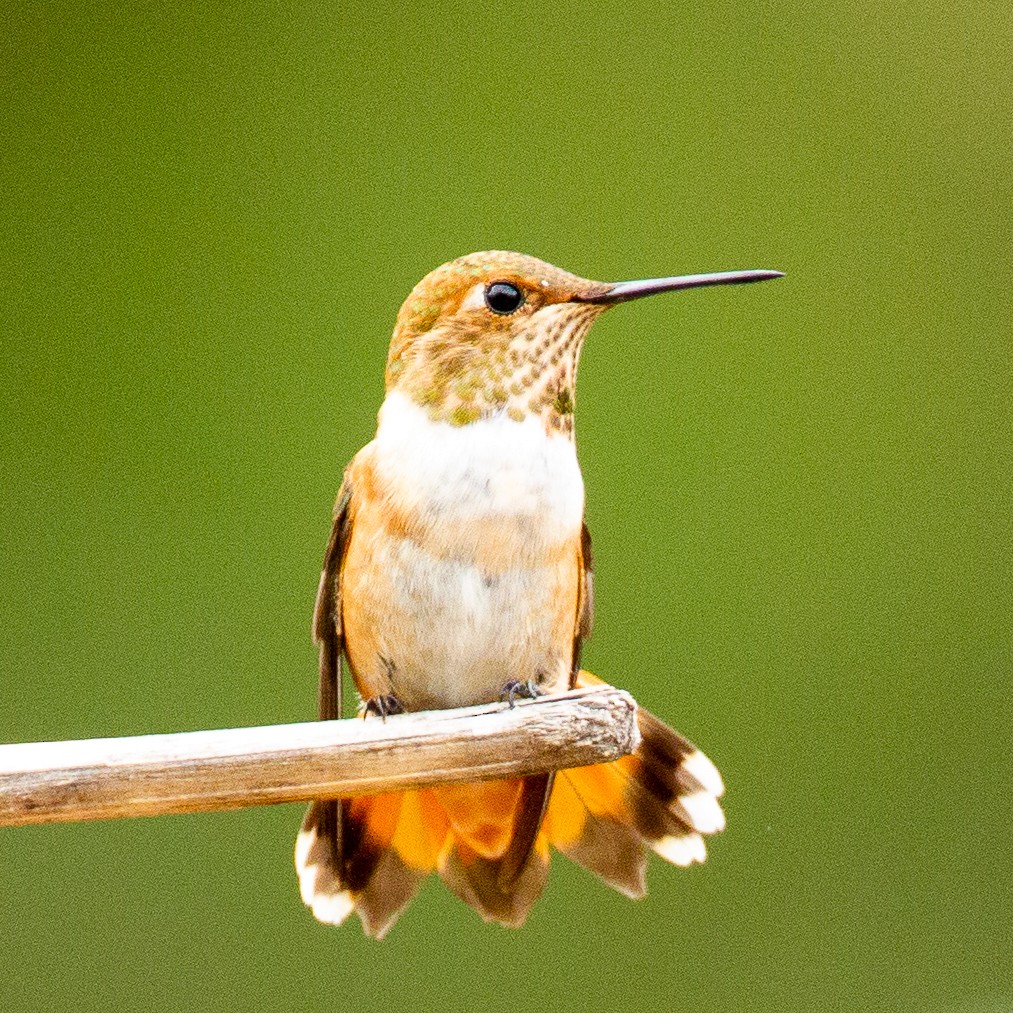 Rufous Hummingbird - ML252648981