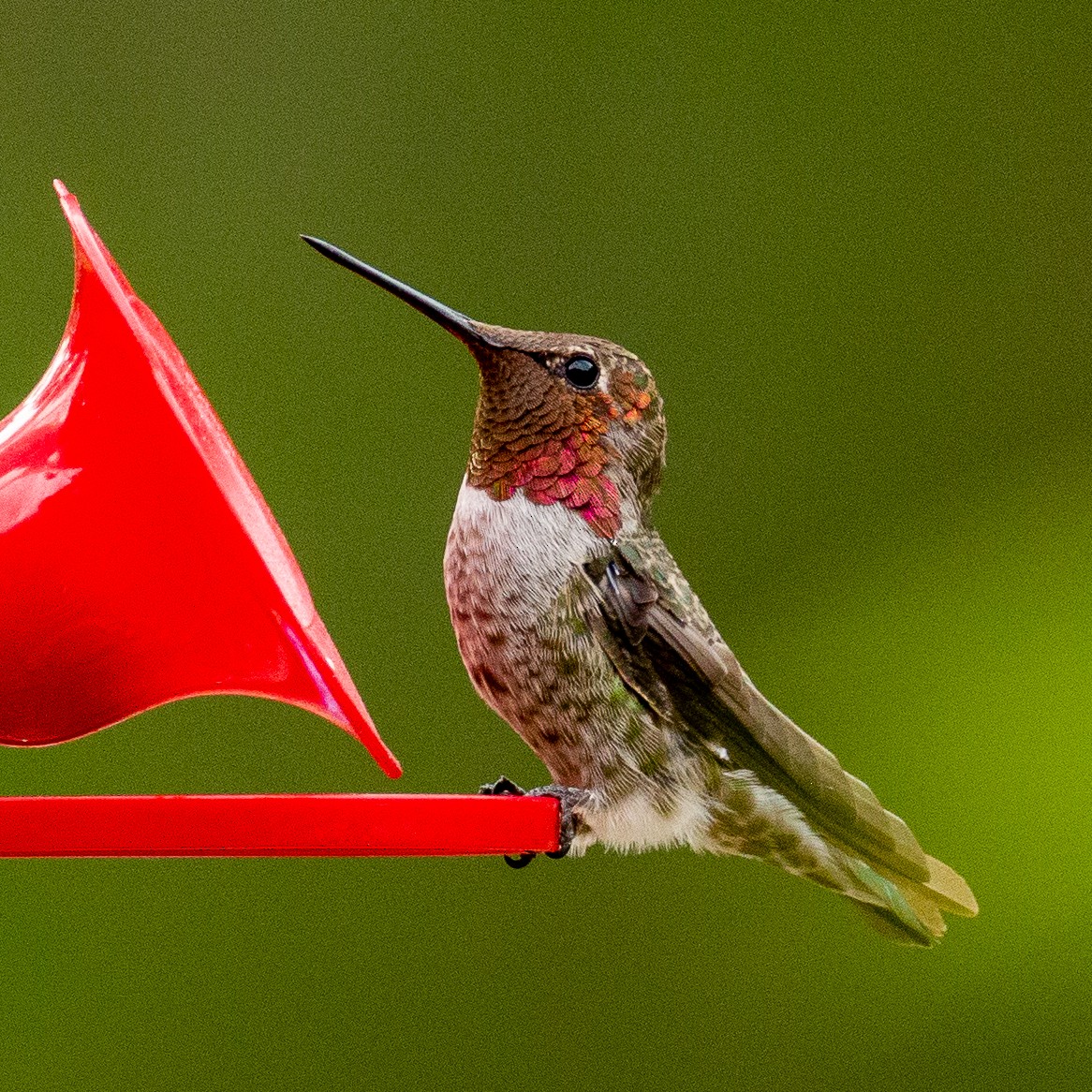 Anna's Hummingbird - ML252649271
