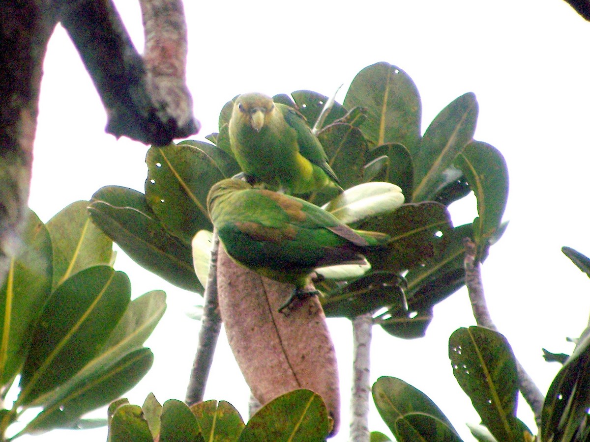 Golden-tailed Parrotlet - ML252652111