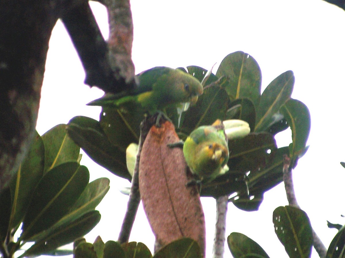 Golden-tailed Parrotlet - ML252652231