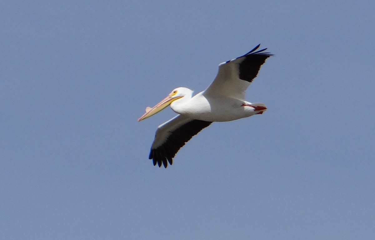 American White Pelican - ML25265381