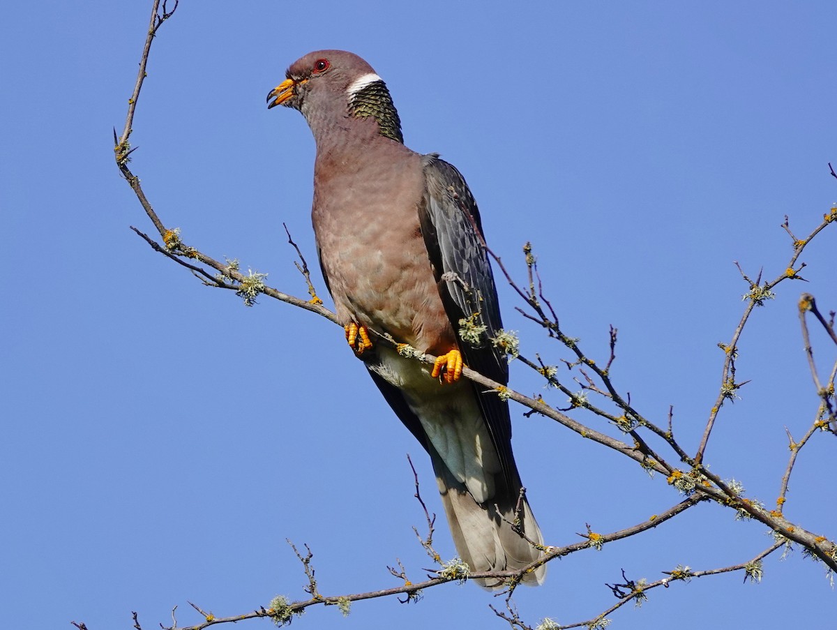 Band-tailed Pigeon - ML252657601