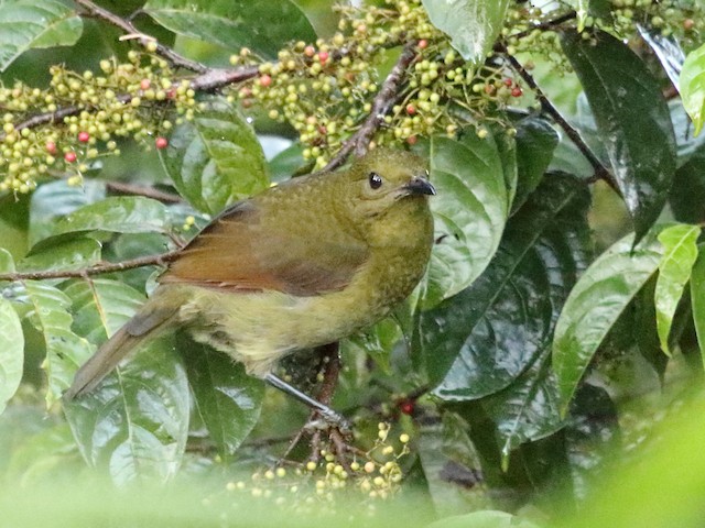 Similar Species:&nbsp;Loria's Satinbird (<em>Cnemophilus loriae</em>). - Loria's Satinbird - 
