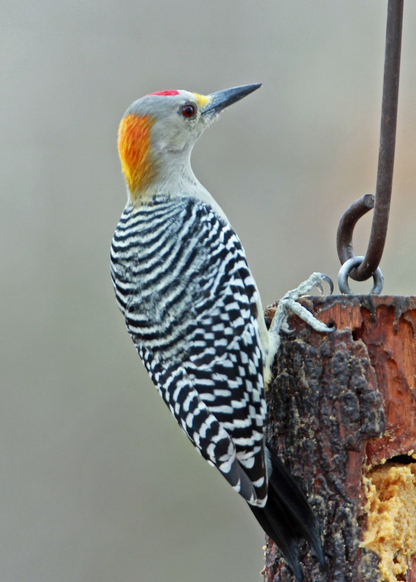 Golden-fronted Woodpecker - Jim Guyton