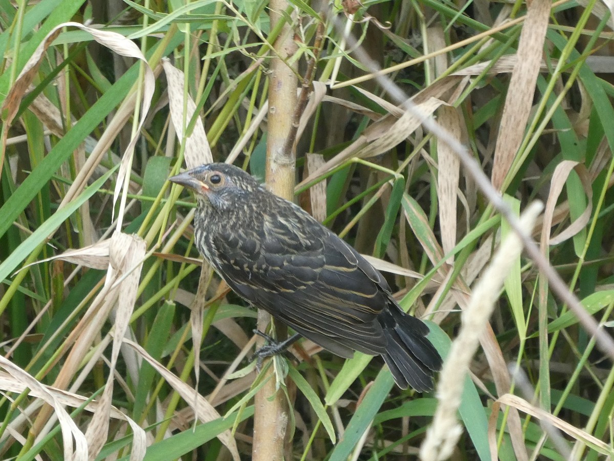 Red-winged Blackbird - kim nordquest