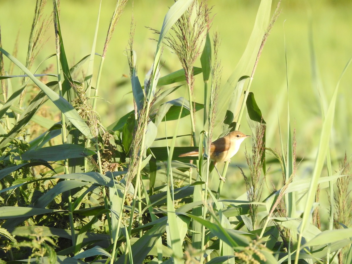 Common Reed Warbler - Sławomir Karpicki