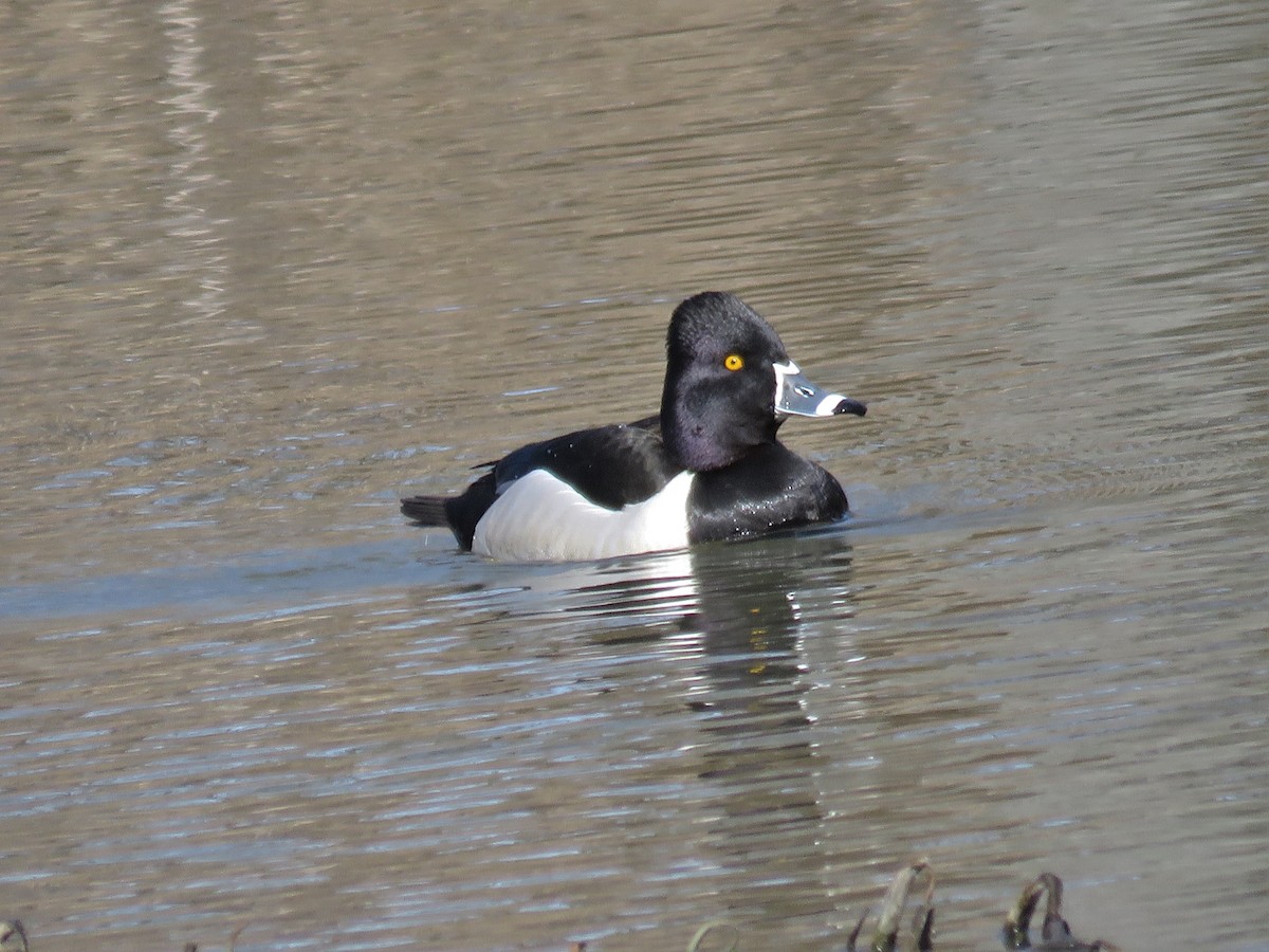 Ring-necked Duck - JamEs ParRis