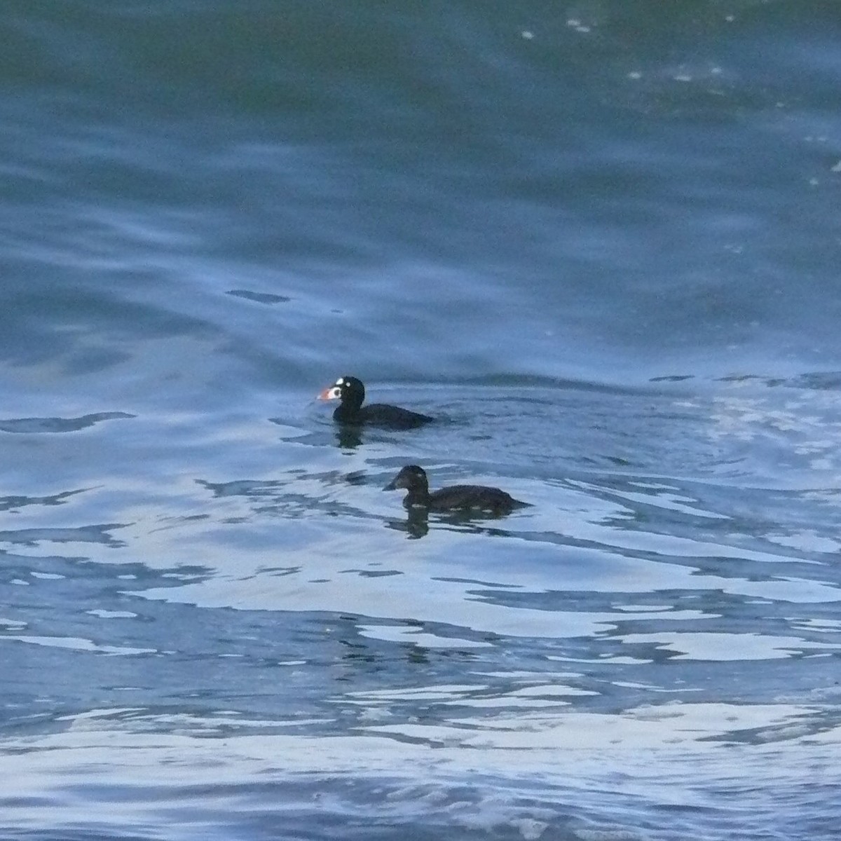 Surf Scoter - Mike Grant