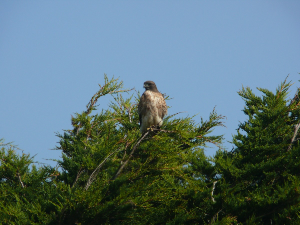 Red-tailed Hawk - Mike Grant
