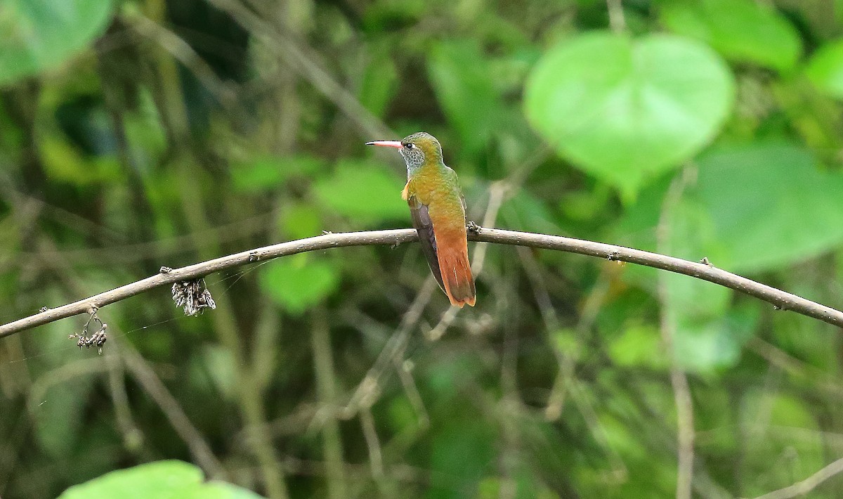 Amazilia Hummingbird - David Barton