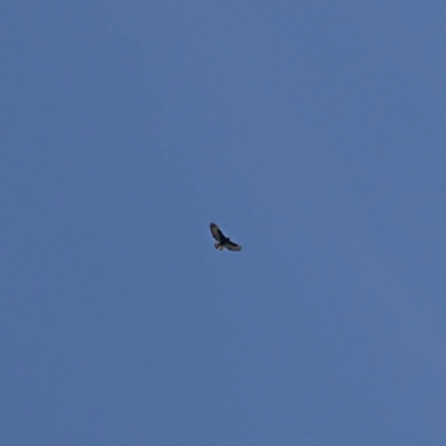 Short-tailed Hawk - ML25268911