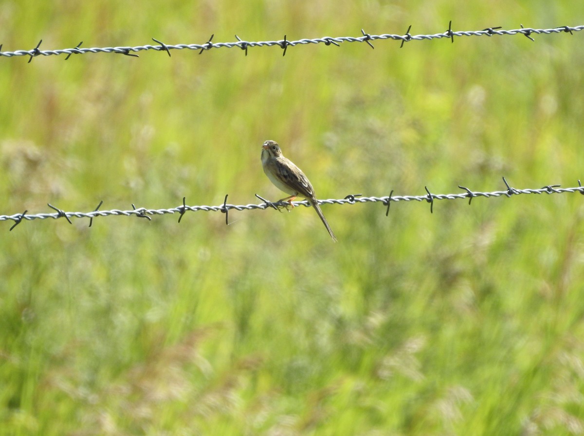 Clay-colored Sparrow - ML252691061