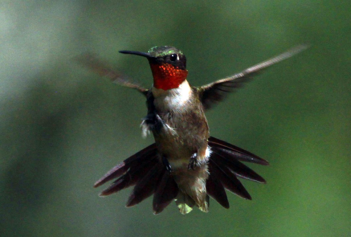 Ruby-throated Hummingbird - ML252692431