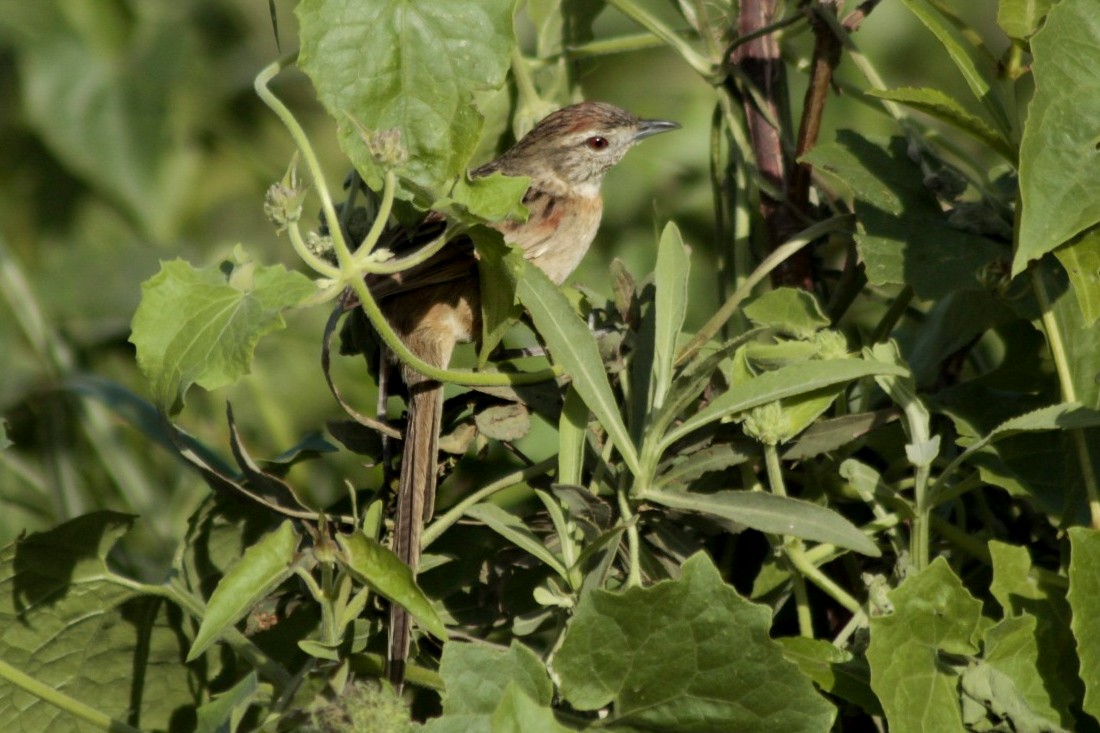 Chotoy Spinetail - ML252695261