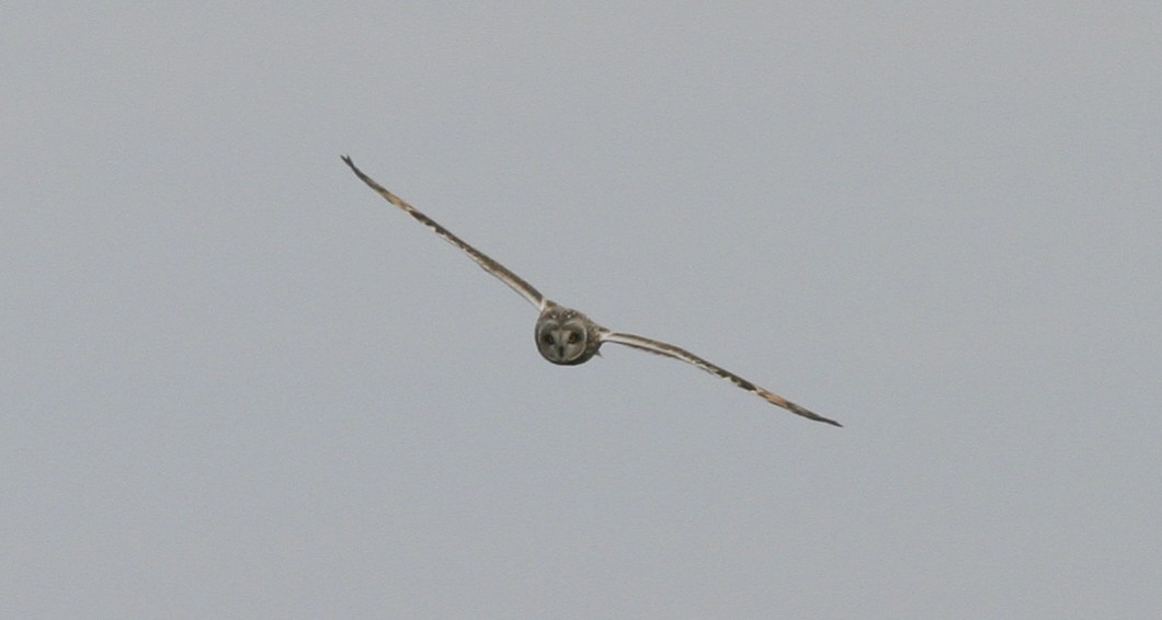 Short-eared Owl - ML25269591