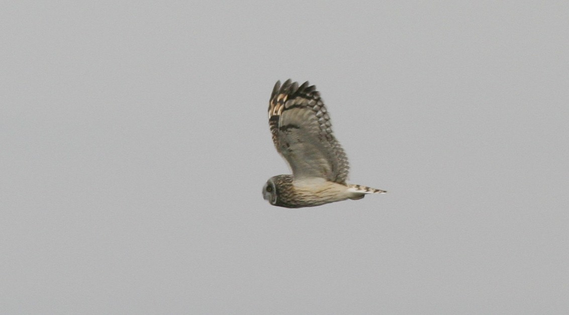Short-eared Owl - ML25269601