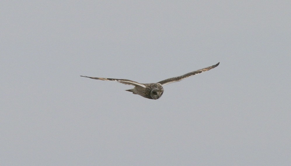Short-eared Owl - ML25269611