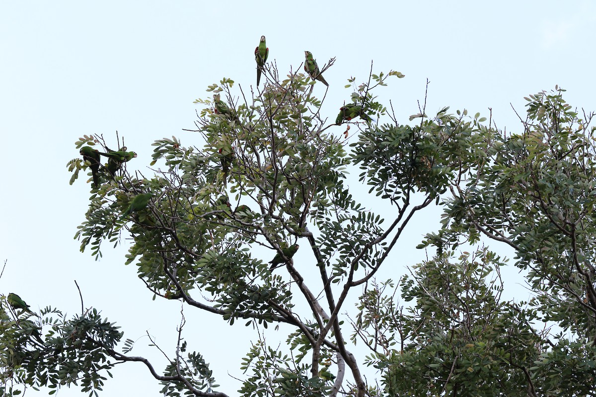Hispaniolan Parakeet - miriam avello