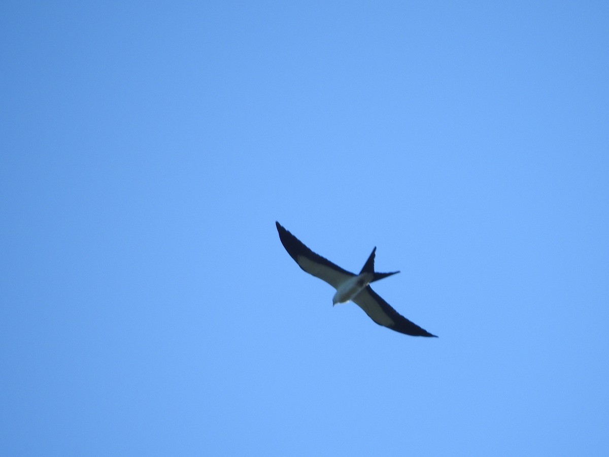 Swallow-tailed Kite - ML252708211