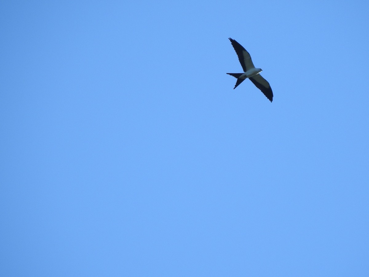 Swallow-tailed Kite - ML252708231