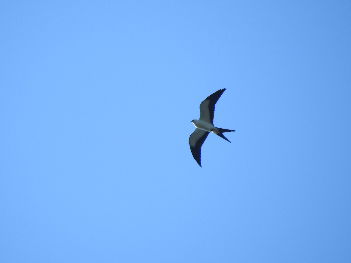 Swallow-tailed Kite - ML252708251