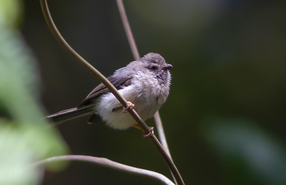 Pygmy Tit - Wade Strickland