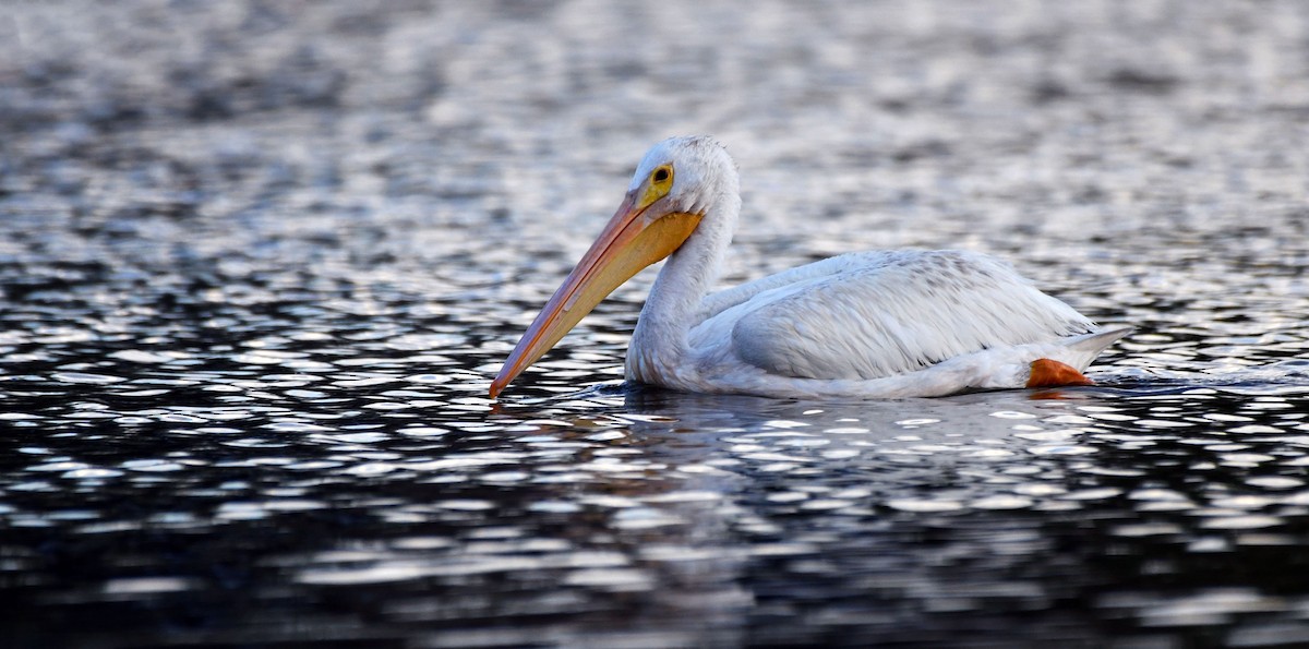 American White Pelican - Jack  Bushong