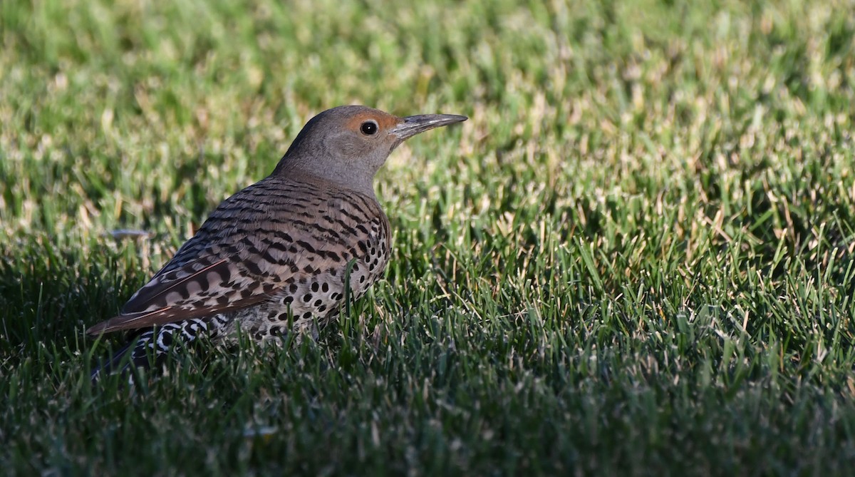 Northern Flicker (Red-shafted) - ML252717231