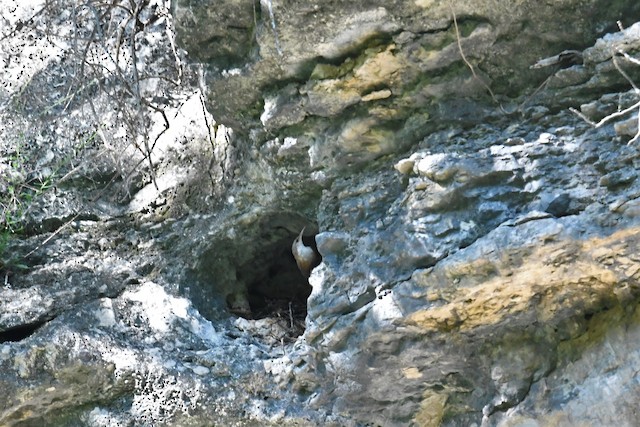 Adult close to its nest in rock hole. - Canyon Wren - 