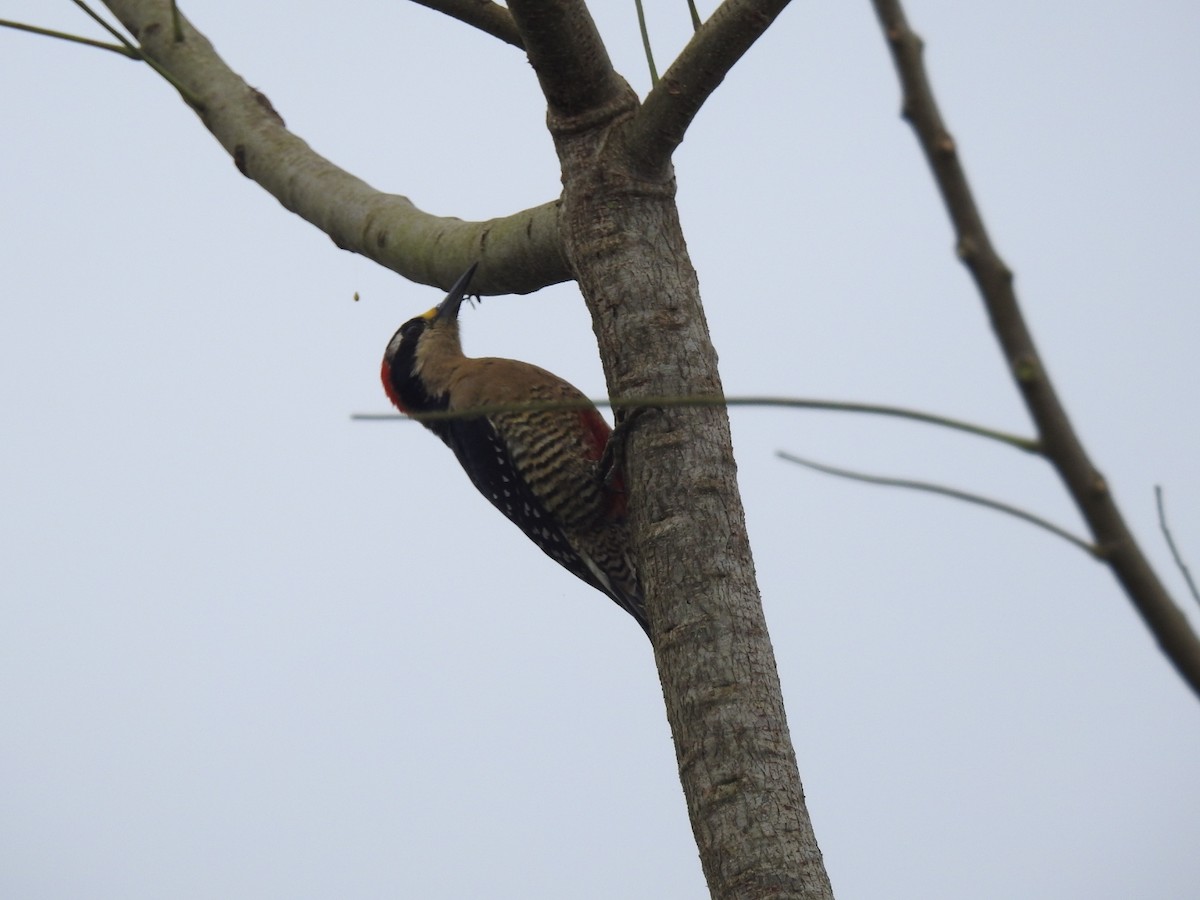 Black-cheeked Woodpecker - ML252718711