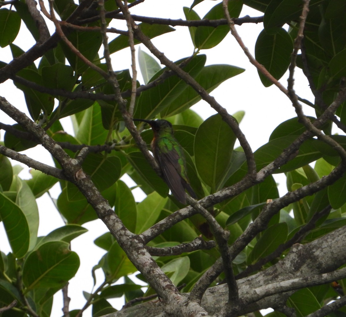 kolibřík lesklý - ML252722011