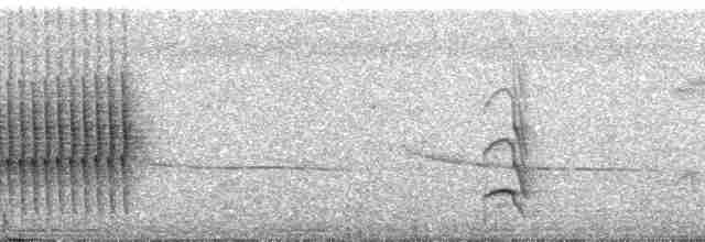 Kuzeyli/Güneyli Ak Şeritli Karıncakuşu - ML252724