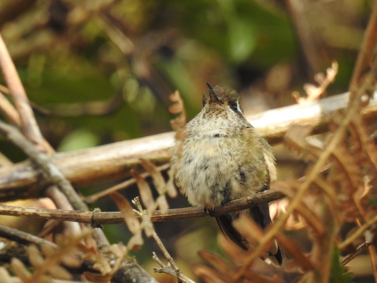 Speckled Hummingbird - Jorge Córdova Gónzalez